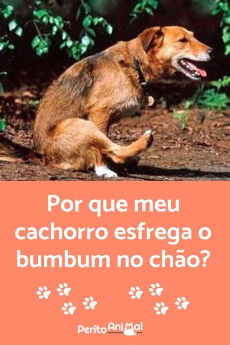 cachorro lambendo cu|Meu cachorro esfrega o bumbum no chão